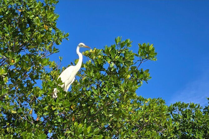 Florida Keys Kayak And Paddleboard Rentals - What You Can Expect