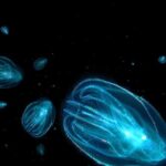 Florida Sunset and Bioluminescence Package - Final Thoughts