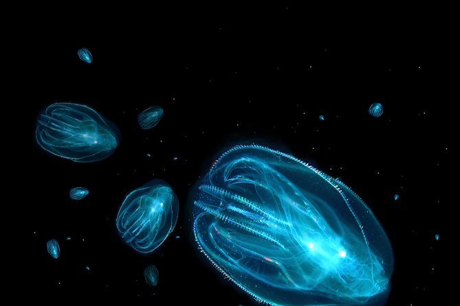 Florida Sunset and Bioluminescence Package - Final Thoughts