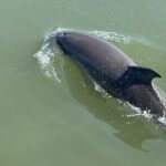 Folly Beach Dolphin Watching Trip with A Stop on Morris Island - The Boat and the Guide: What Makes It Stand Out
