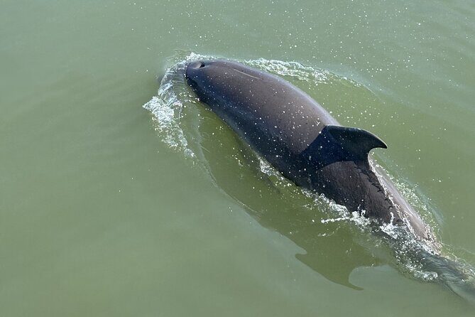 Folly Beach Dolphin Watching Trip with A Stop on Morris Island - The Boat and the Guide: What Makes It Stand Out