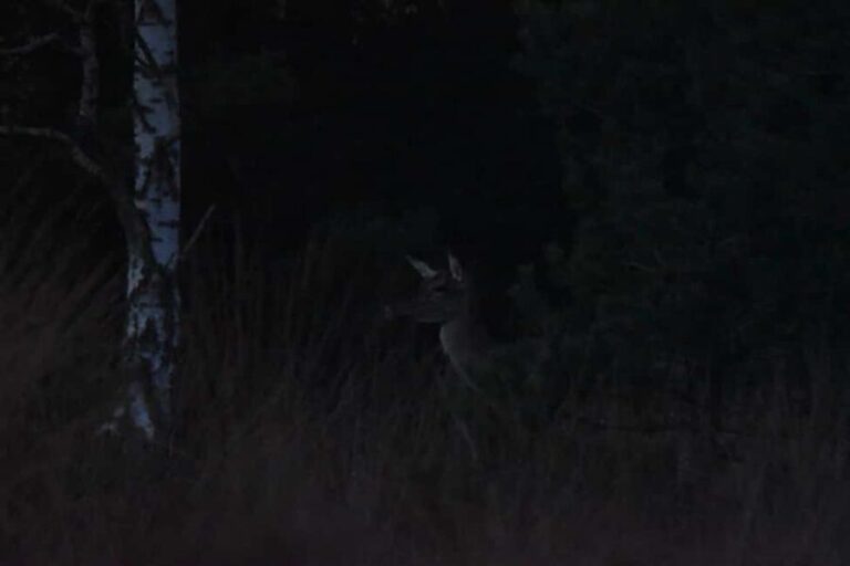 Fontainebleau: Guided Night Hike - The Details That Make This Tour Stand Out