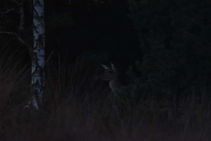 Fontainebleau: Guided Night Hike - The Details That Make This Tour Stand Out