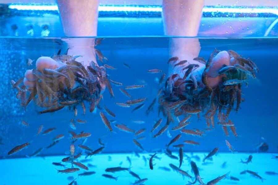 Foot care experience and Fish Spa Playa Fañabé - The Fish Spa Experience: What It’s Really Like
