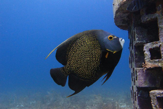 For certified Divers Experience the Under Water Museum and the Manchones Reef - Why This Tour Stands Out