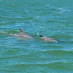 Fort Myers Beach Dolphin & Sightseeing Tour Refreshments Included - The Group Experience and Guides