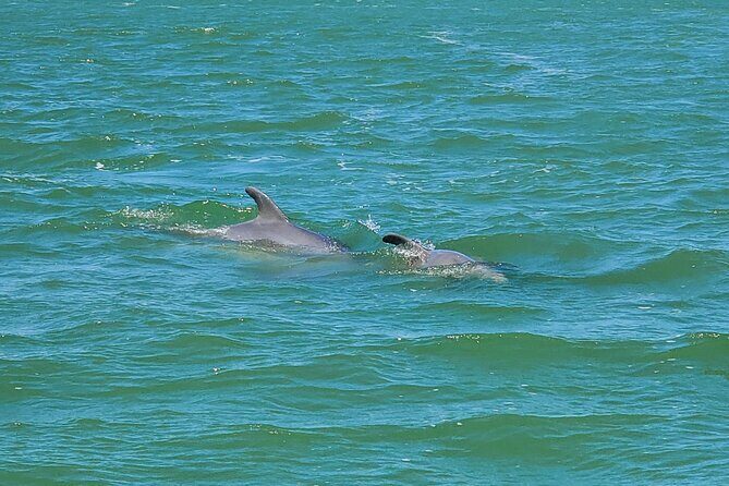 Fort Myers Beach Dolphin & Sightseeing Tour Refreshments Included - The Group Experience and Guides