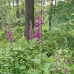 Fort William and Glencoe - Logistics and Value