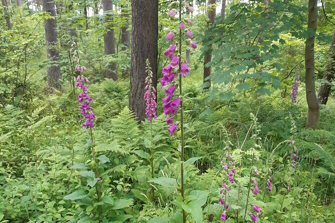 Fort William and Glencoe - Logistics and Value