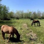 Forte dei Marmi: Horseback Riding Tour in Tuscany - Who Will Love This Tour?