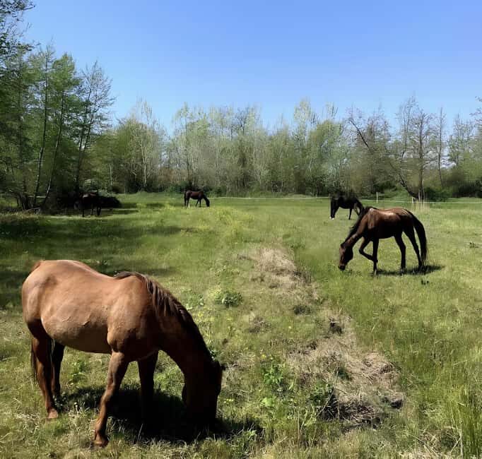 Forte dei Marmi: Horseback Riding Tour in Tuscany - Who Will Love This Tour?