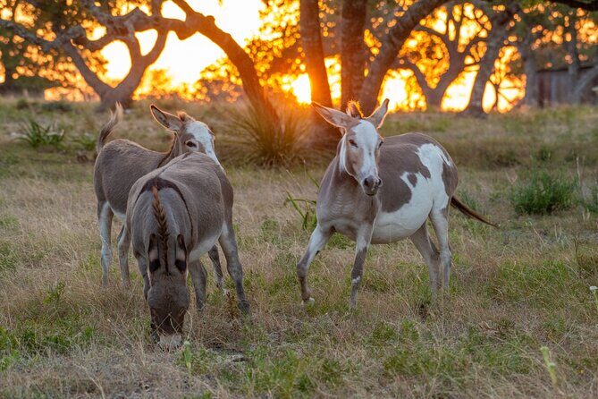 Fredericksburg Safari Tour With Wine Tasting - The Sum Up