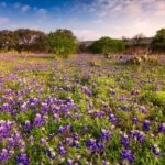 Fredericksburg Wine Tour with Three Winery Stops Plus Lunch - Who Should Consider This Tour?