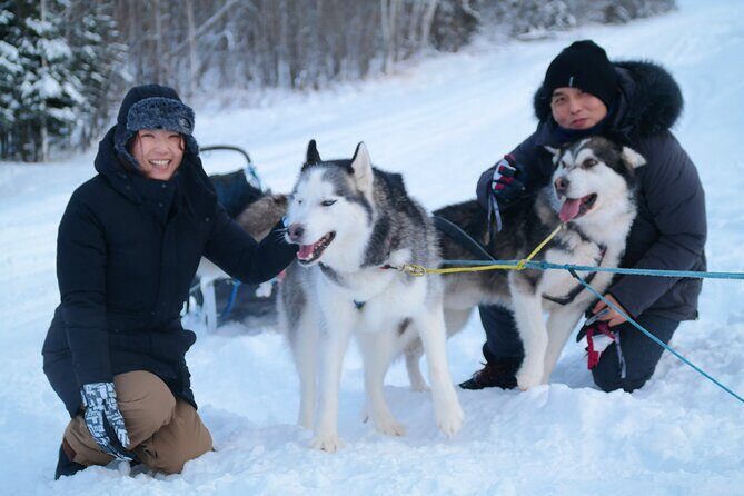 Free Pickup/Drop off: Alaskan Husky Dog Sledding with Free Photo - The Photos and Memories