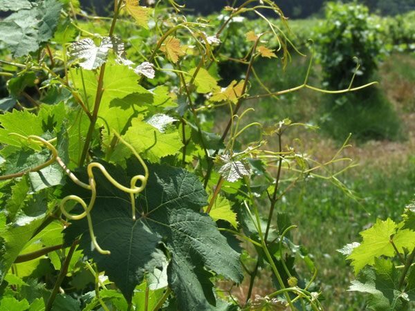 French Riviera: Provencal Wine Tour - An In-Depth Look at the Provencal Wine Tour