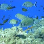 French Riviera Villefranche Bay Snorkeling Tour from Nice - Group Size and Atmosphere