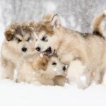 From Abisko: Dog Sledding Excursion to Kiruna with Fika - The Highlights: Why This Tour Stands Out