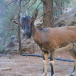 From Agia Galini/Matala: Samaria Gorge Hiking Tour - Who Would Love This Tour?