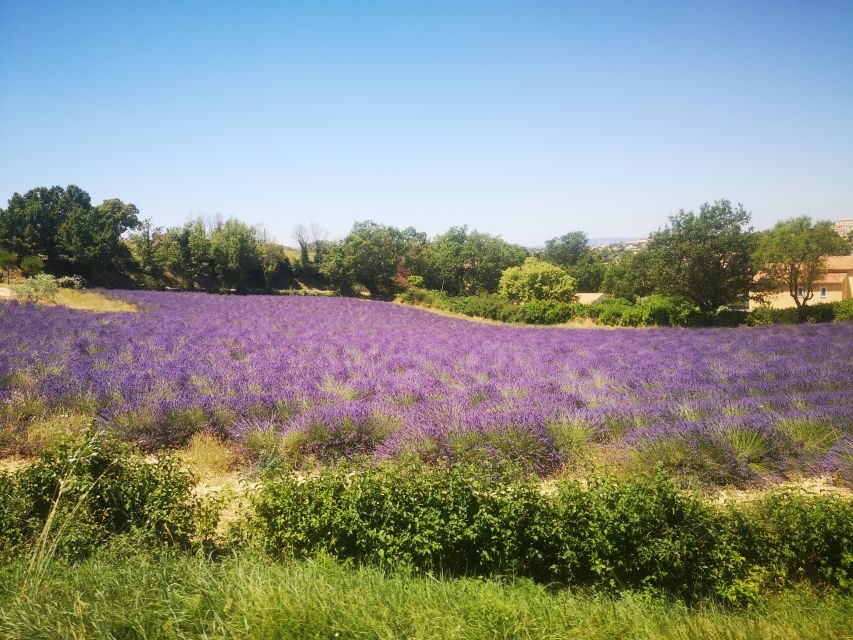 From Aix: Day Trip to Valensole Lavender Fields in Provence - The Experience in Detail