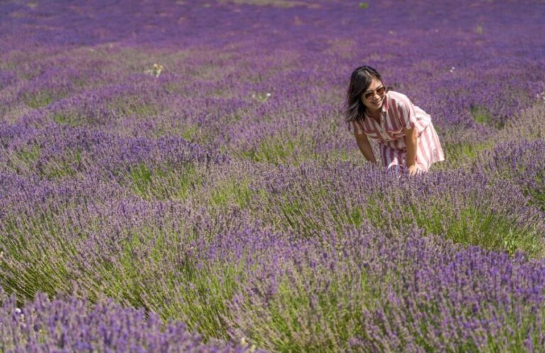 From Aix-en-Provence: Lavender Half Day Tour - What the Reviews Say