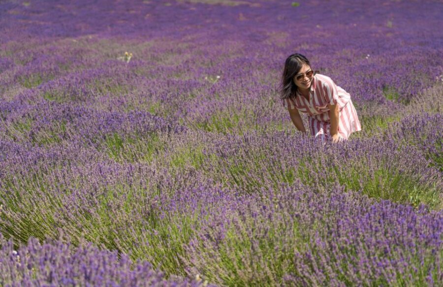 From Aix-en-Provence: Lavender Half Day Tour - What the Reviews Say