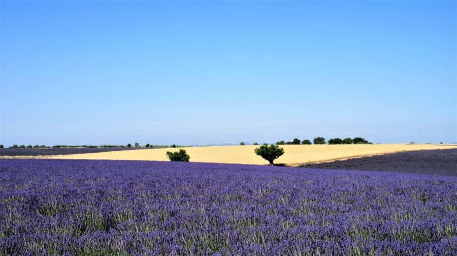 From Aix-en-Provence : Sunset Lavender Tour in Valensole - Why This Tour Is Worth Considering