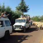 From Albufeira: 4x4 Off-Road Safari & Vineyard Wine Tasting - Why This Tour Is a Great Choice