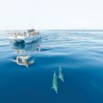 From Albufeira: Dolphins and Caves 2.5-Hour Boat Trip - Practical Details: Booking, Duration, and Cost