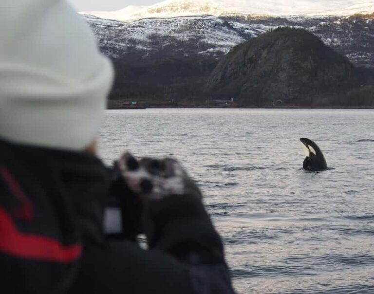 From Alta: Small group Whale watching - Who Is This Tour Best For?