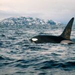 From Alta: Small Group Whale Watching by RIB - Who Will Love This Tour?