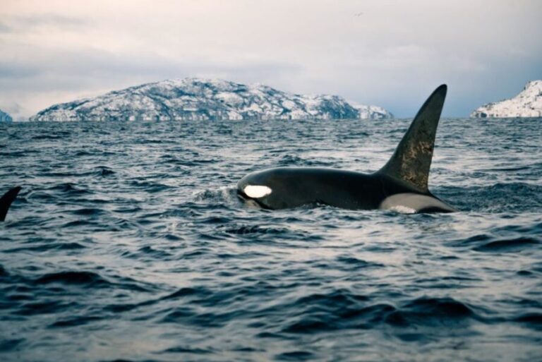 From Alta: Small Group Whale Watching by RIB - Who Will Love This Tour?