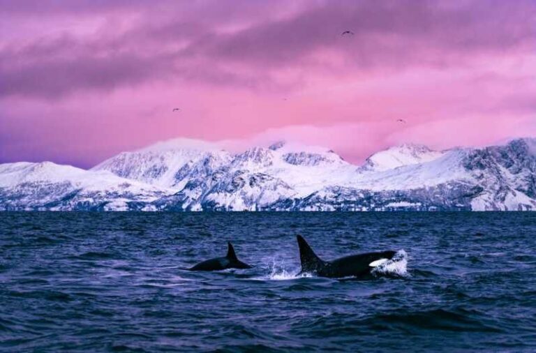 From Alta: Whale and Seabird Cruise - Price and Value