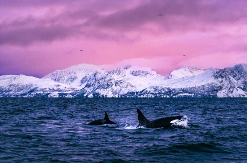 From Alta: Whale and Seabird Cruise - Price and Value