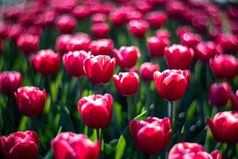 From Amsterdam: Day Trip Madurodam and Keukenhof Gardens - Who Would Enjoy This Tour?