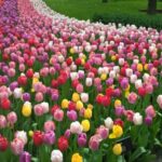 From Amsterdam: Keukenhof and Zaanse Schans Small Group Tour - In-Depth Look at the Itinerary