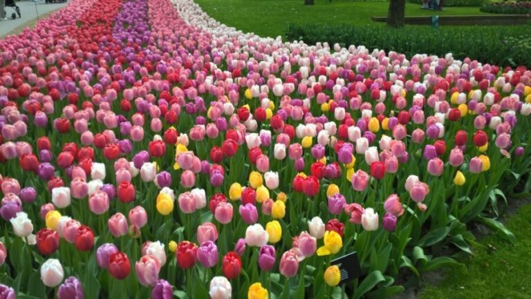 From Amsterdam: Keukenhof and Zaanse Schans Small Group Tour - In-Depth Look at the Itinerary