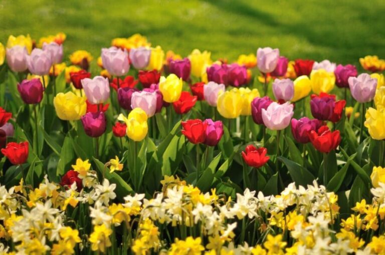 From Amsterdam: Private Day Trip to Keukenhof & De Tulperij - How This Tour Adds Value