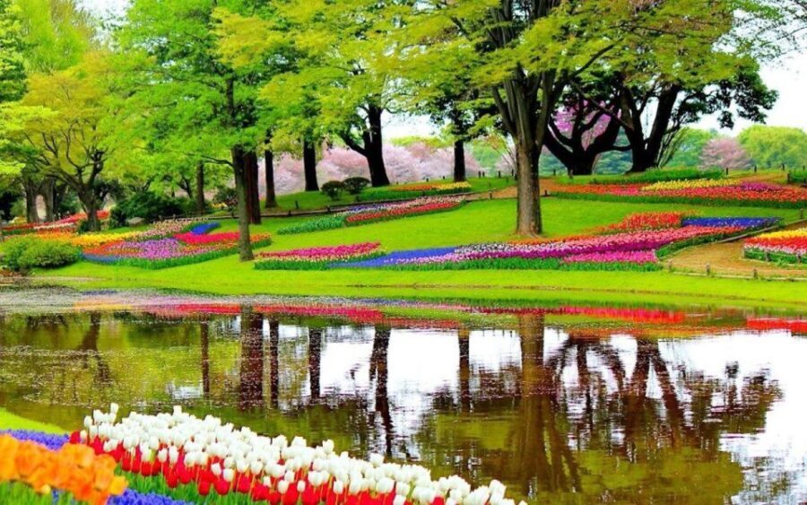 From Amsterdam: Private Windmills and Keukenhof Tour - Who Will Love This Tour?