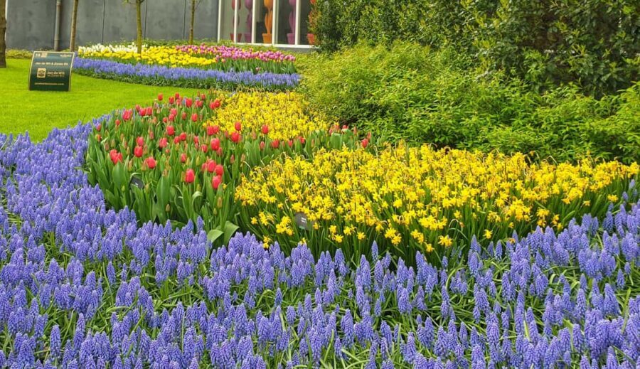 From Amsterdam: Small Group Keukenhof & City Tour Delft - Exploring the Tulip Fields and Gardens