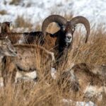 From Amsterdam: Small Group Tour NP Hoge Veluwe (Van Gogh) - Wildlife Viewing & Nature