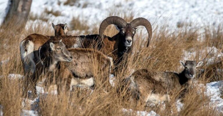 From Amsterdam: Small Group Tour NP Hoge Veluwe (Van Gogh) - Wildlife Viewing & Nature