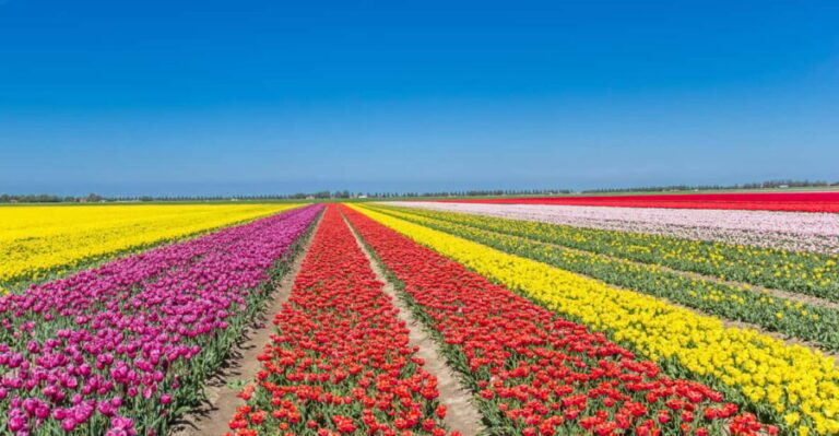 From Amsterdam: take the famous Tulip route tour - The Practicalities