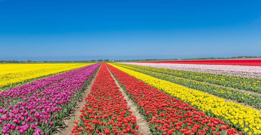 From Amsterdam: take the famous Tulip route tour - The Practicalities
