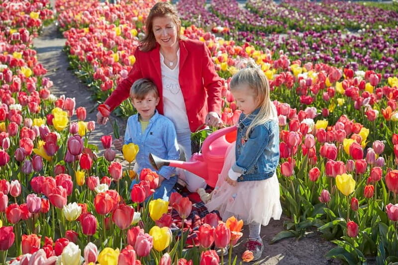 From Amsterdam: Tulip Field Experience  The Tulip Barn - The Breakdown of the Itinerary