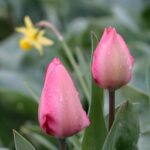 From Amsterdam: Tulip Fields of Holland Tour - The Details: What to Know Before Booking