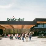 From Amsterdam: VIP Keukenhof Tulip Tour with Private Driver - Transport and Timing: Why It Matters