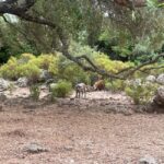 From Arbatax: 4hour jeep tour of the Golgo Plateau in Baunei - An In-Depth Look at the Golgo Plateau Jeep Tour