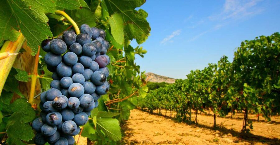 From Avignon: Half-Day Great Vineyards Tour - The Itinerary in Detail