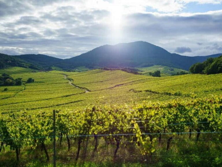 From Basel: day trip to Colmar, Hohkönigsburg, Ribeauvillé - Who Is This Tour Best For?