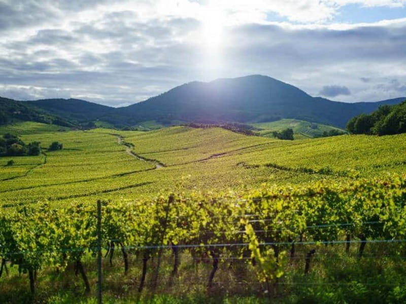 From Basel: day trip to Colmar, Hohkönigsburg, Ribeauvillé - Who Is This Tour Best For?